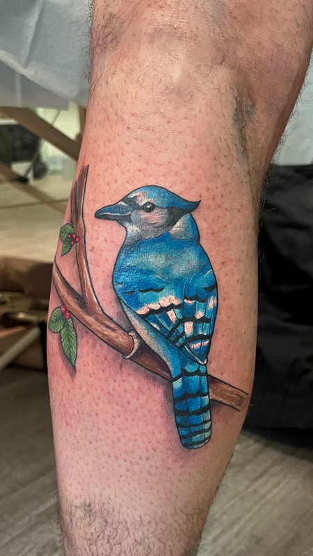 blue jay tattoo by bella at tantrix body art